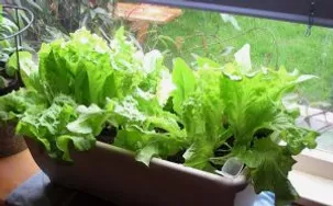 Horta Pequena