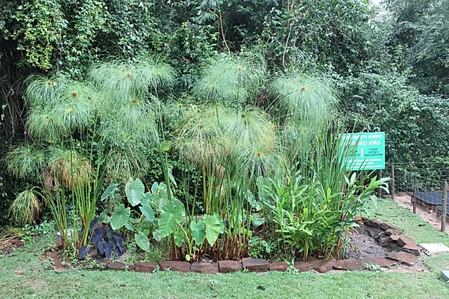 O que é Jardim Filtrante