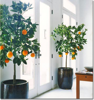 Planta dentro de casa