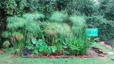 Jardim Filtrante